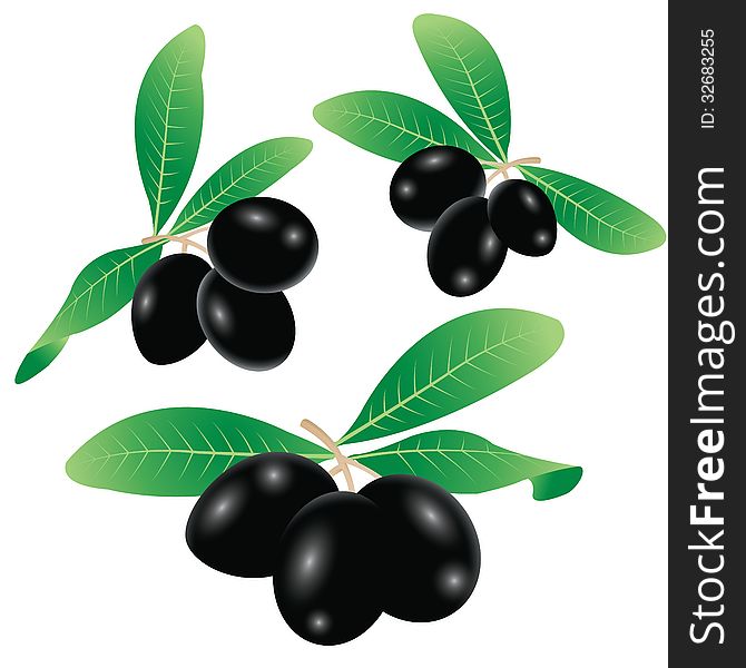 Vector illustration of black olives on branch with leaves