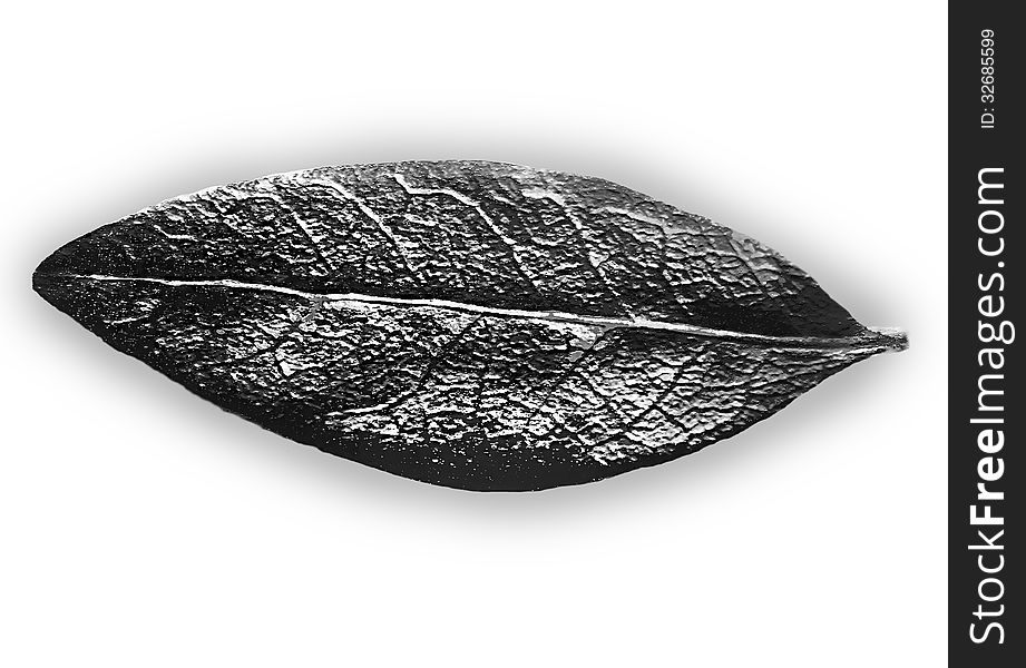 A black and white leaf isolated on a plain, white background.