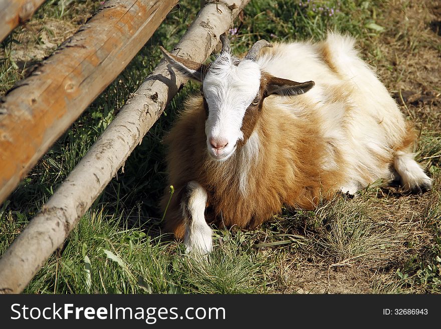 Female goat lying on the meadow.