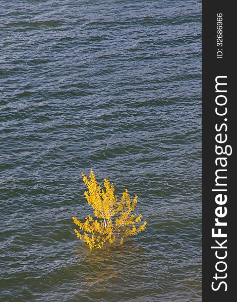 Flooded Tree in Swamp