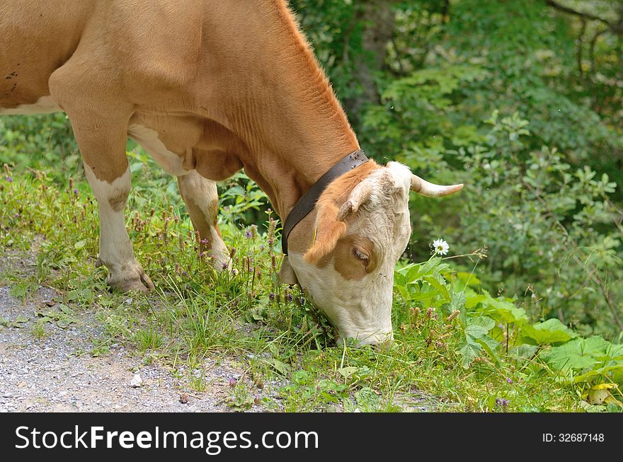 Cow with bell eating grass