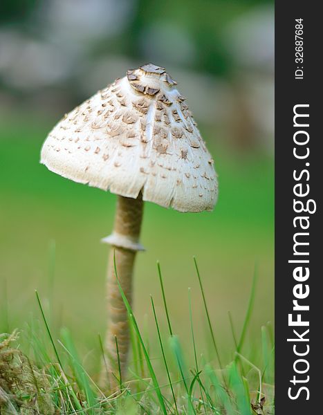 Close up of mushroom with grass. Close up of mushroom with grass