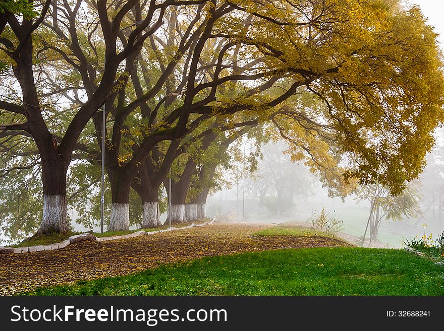 Autumn trees in the fog