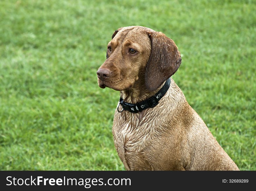 Hungarian vizsla outdoors in the garden.