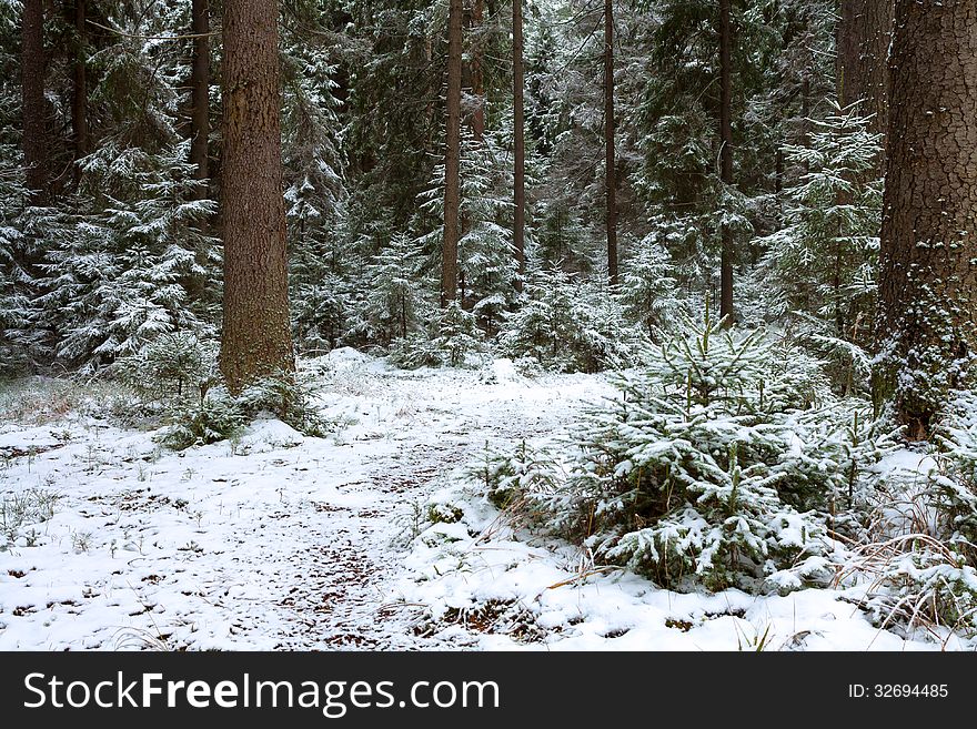 The first snow in the winter wood