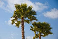 Palm Trees Stock Image Palm Trees Stock Image
