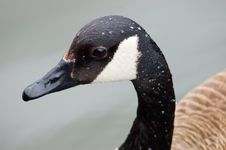 Goose Portrait Stock Photo