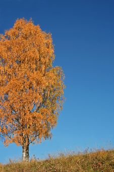 Solitary Tree During Fall Royalty Free Stock Photos