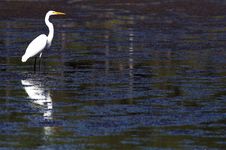 Egret The Great Royalty Free Stock Photos