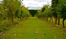 Vineyard Stock Photo Vineyard Stock Photo