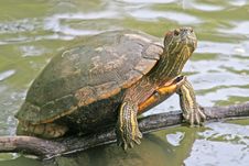 Tortoise Stock Photo Tortoise Stock Photo