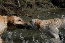 Yellow Labradors Playing Stock Images Yellow Labradors Playing Stock Images