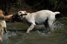 Yellow Labradors Playing Stock Images Yellow Labradors Playing Stock Images