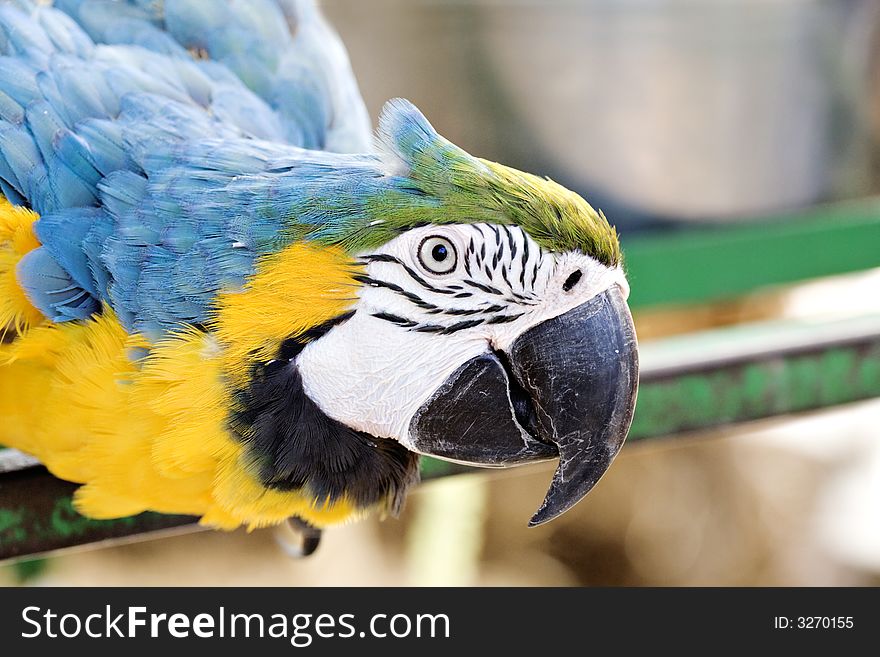 Beautifully colored Parrot - blue, yellow, white, black. Beautifully colored Parrot - blue, yellow, white, black.
