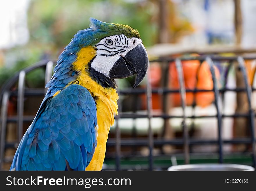 A colorful parrot - shallow depth of view. A colorful parrot - shallow depth of view.