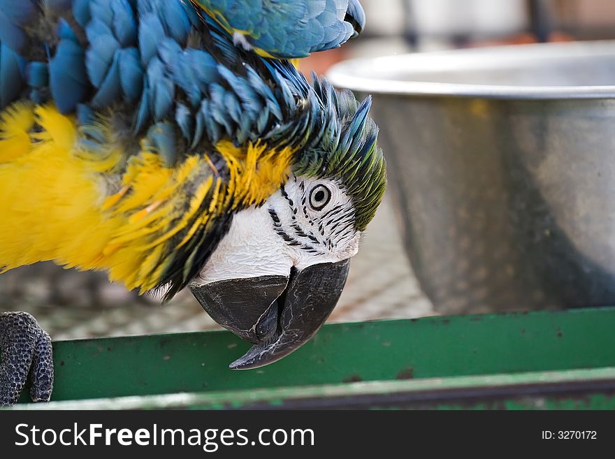 A colorful Parrot - shallow depth of field.  Focus on face. A colorful Parrot - shallow depth of field.  Focus on face.