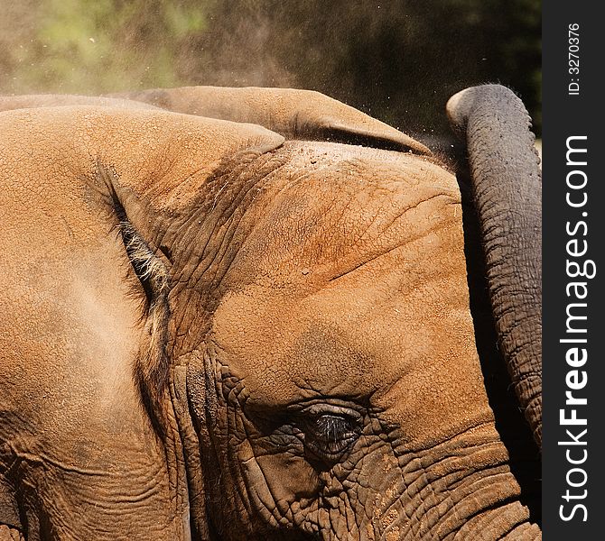 Elephant blows dirt onto his head to keep cool. Elephant blows dirt onto his head to keep cool.