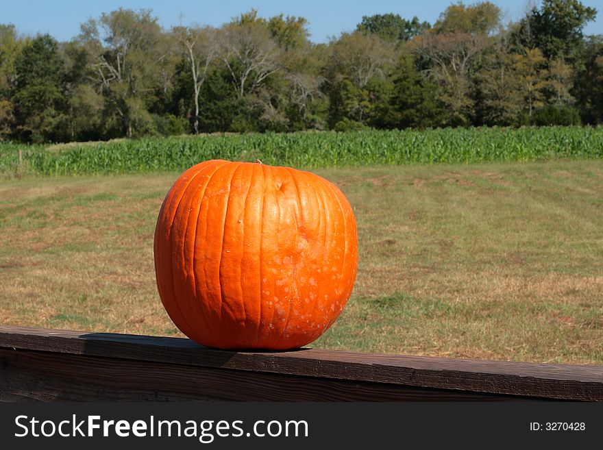 This lone pumpkin sits on a wooden rail overlooking a small corn plot.