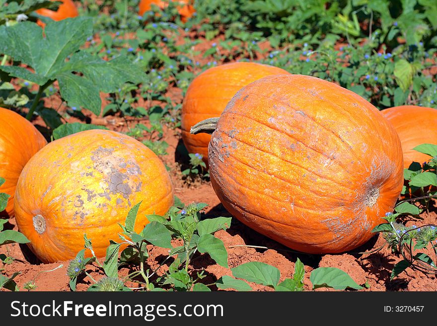 Vivid imagery of a bountiful pumpkin harvest