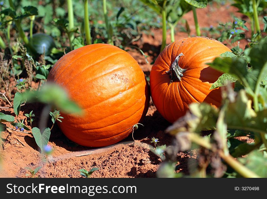 Two small pumpkins wait to be picked by the farmer. Two small pumpkins wait to be picked by the farmer