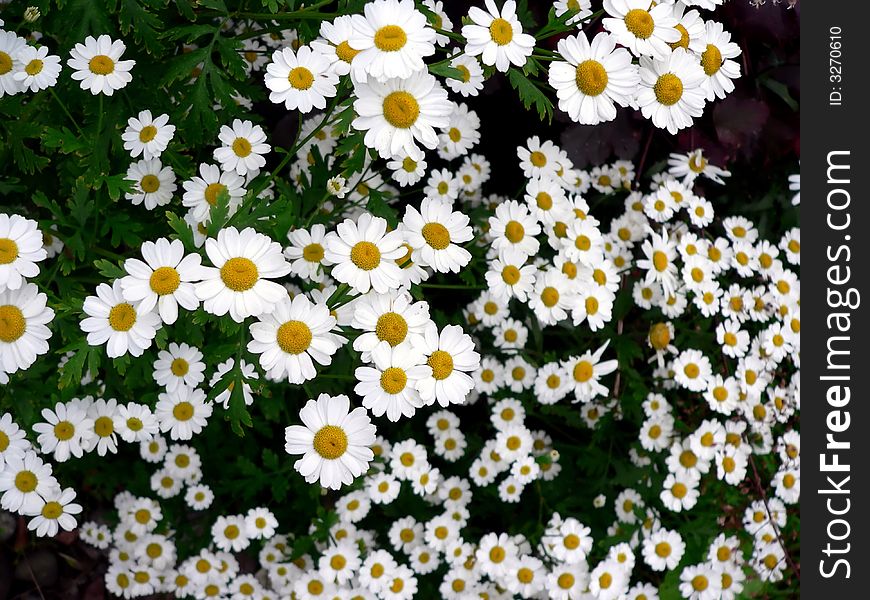 Beautiful cascading vibrant daisies in perspective. Beautiful cascading vibrant daisies in perspective.