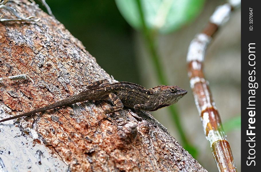 Brown Floridian lizard on tree limb,