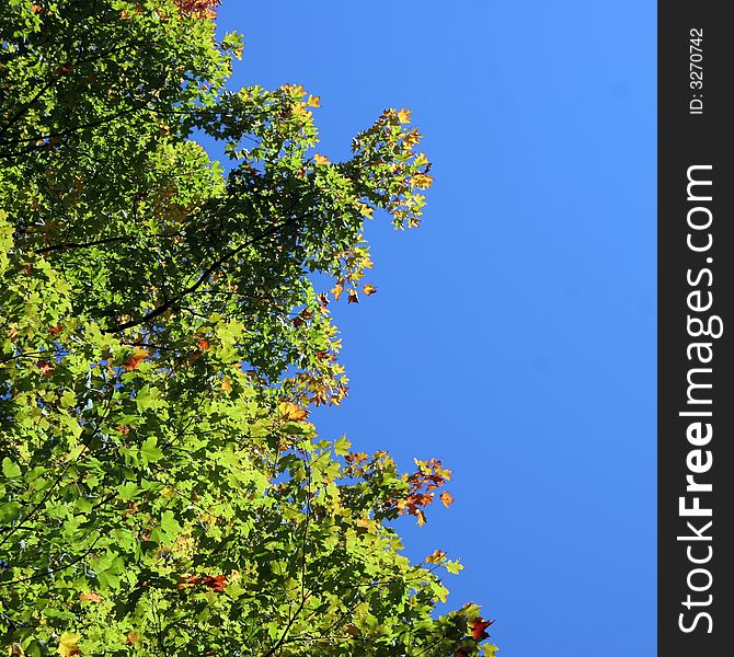 Autumn leaves in red and green