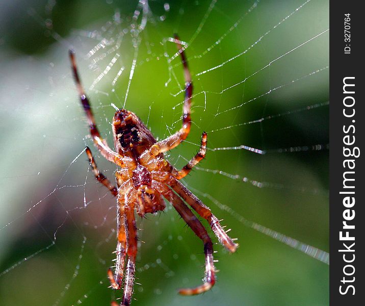 Brown spider on web, green background. Brown spider on web, green background