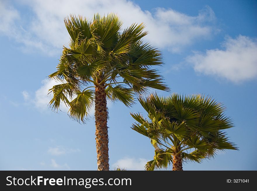 Two palm trees blowing in the wind against a partly cloudy blue sky