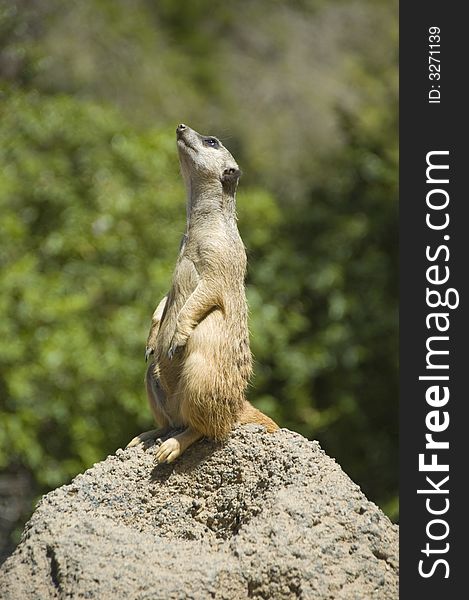 A meerkat sitting on a rock looking at the sky and listening for danger