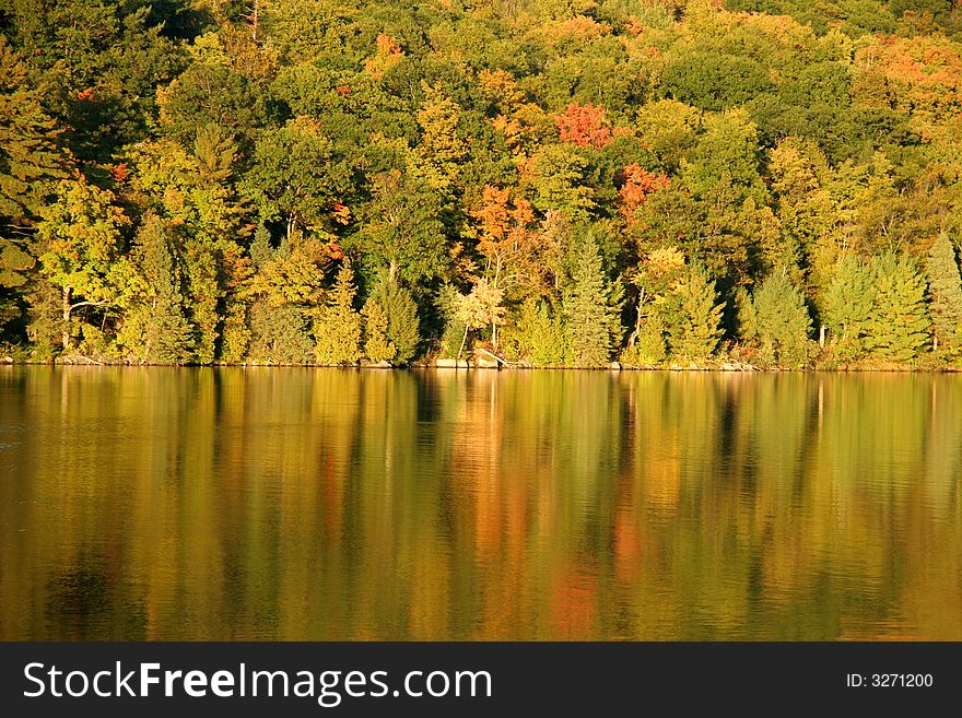 Maple leaves changing color in Autumn. Maple leaves changing color in Autumn