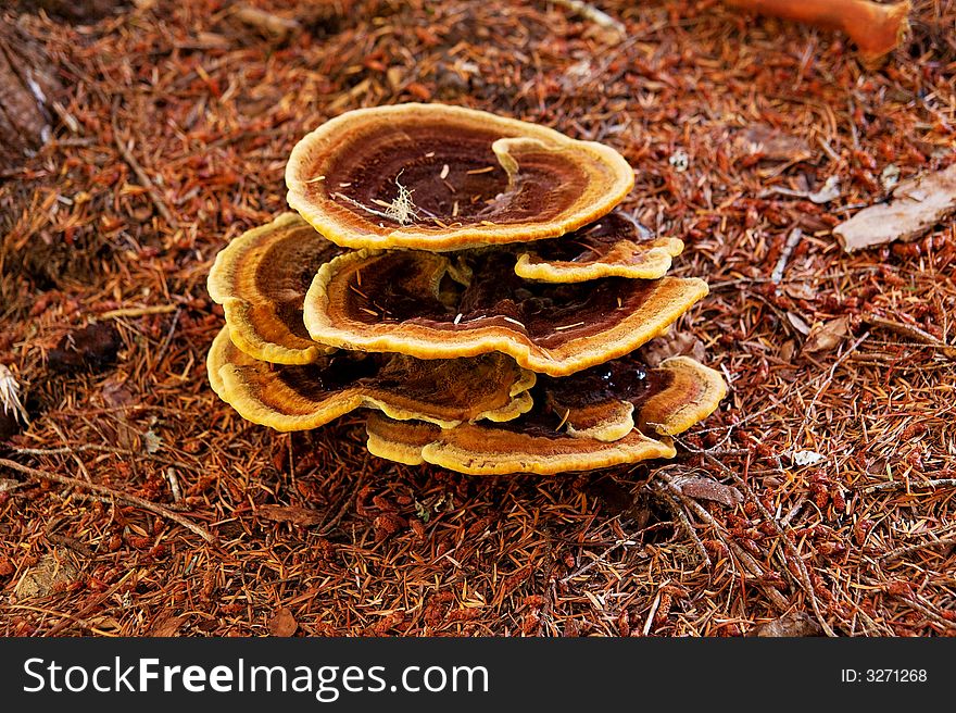 Dyers Polypore