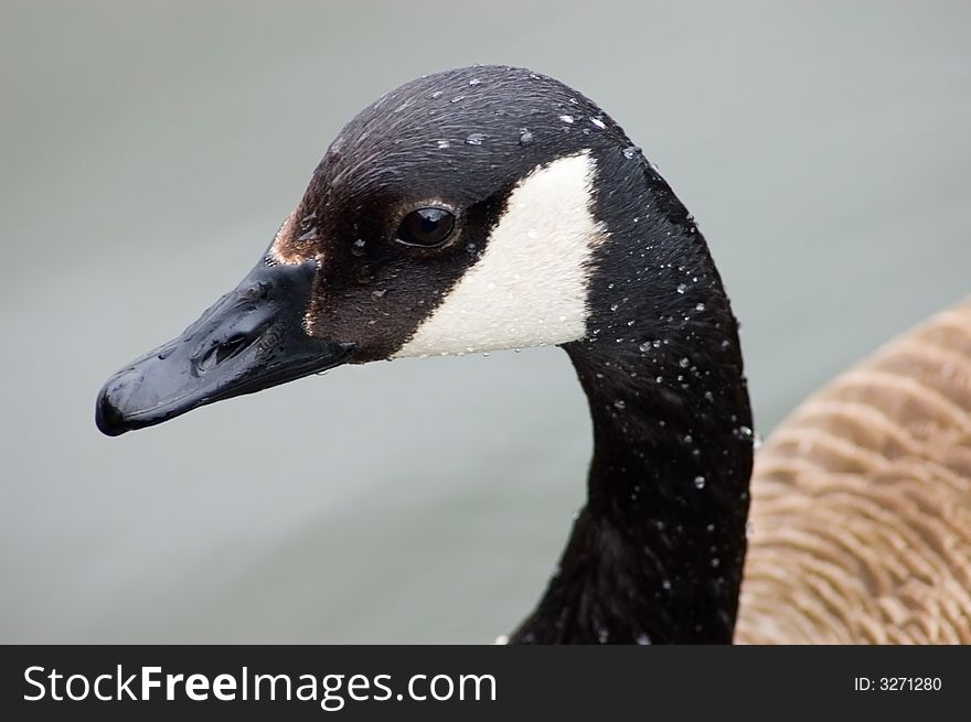 A close up portrait of a goose with water droplets on the feathers. A close up portrait of a goose with water droplets on the feathers.