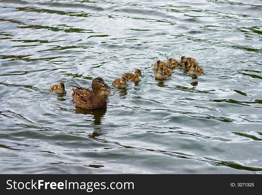 Mother duck floating on water surounded by ten ducklings. Mother duck floating on water surounded by ten ducklings.