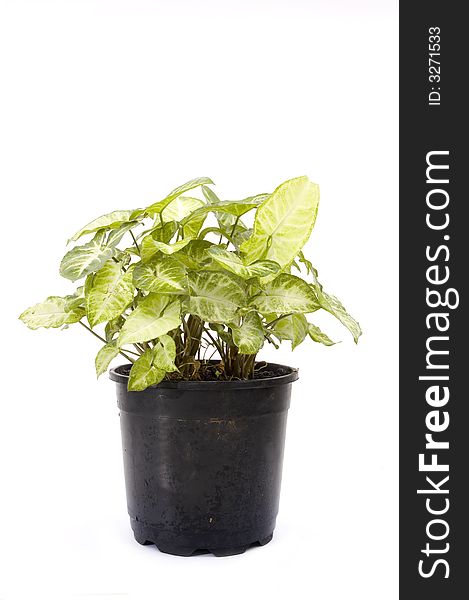 Potted plant isolated over white background