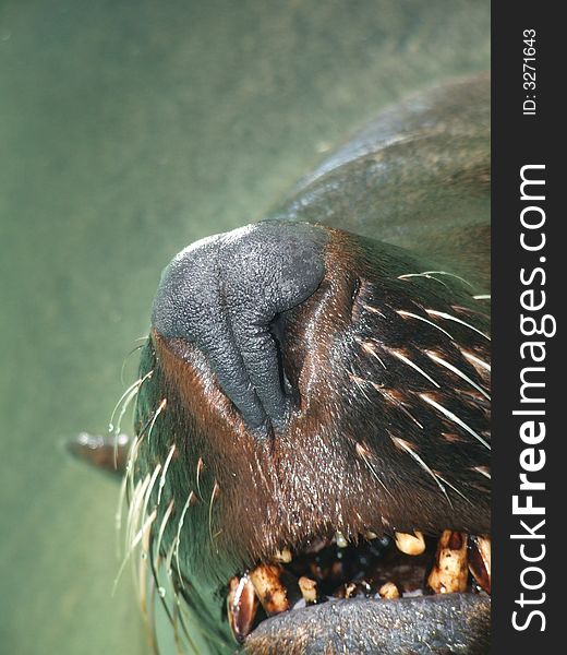 Seal closeup showing decayed teeth