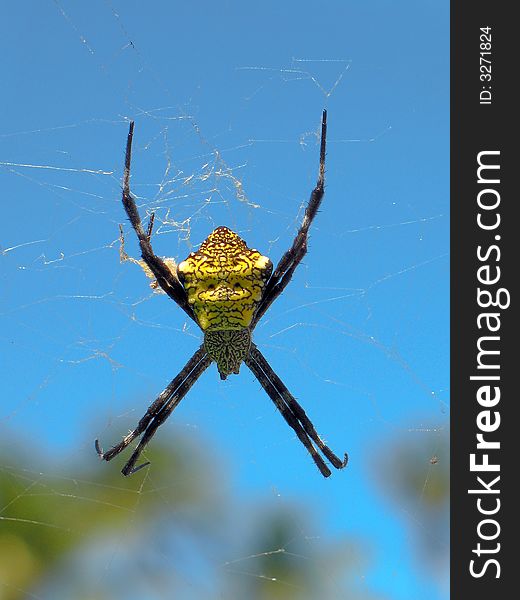 Yellow tropical spider suspended against brilliant blue sky. Yellow tropical spider suspended against brilliant blue sky