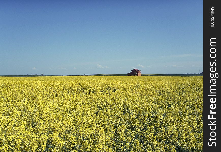 House standing in the middle of rapeseed field. House standing in the middle of rapeseed field