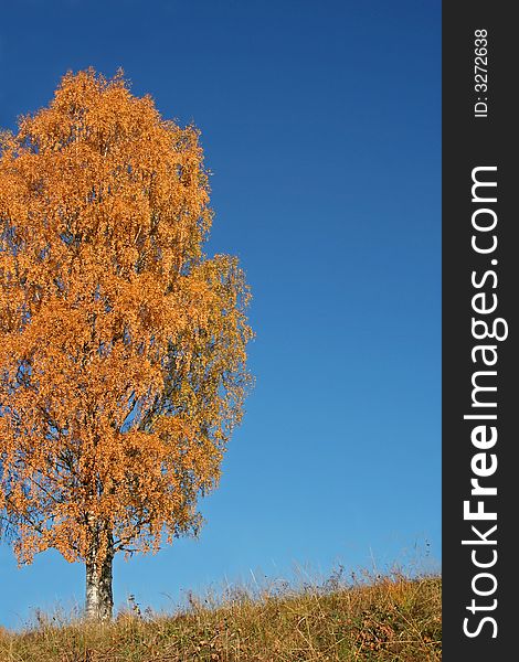 Solitary tree on a hill on a sunny fall day with a background of blue sky. Solitary tree on a hill on a sunny fall day with a background of blue sky