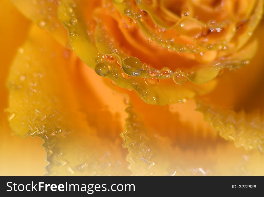 Close-up of a flower of yellow rose covered with dew