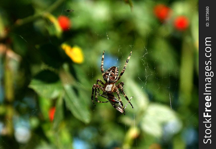 A spider with a cross on its body consuming its victim wrapped in a spider fibre cocoon. A spider with a cross on its body consuming its victim wrapped in a spider fibre cocoon.