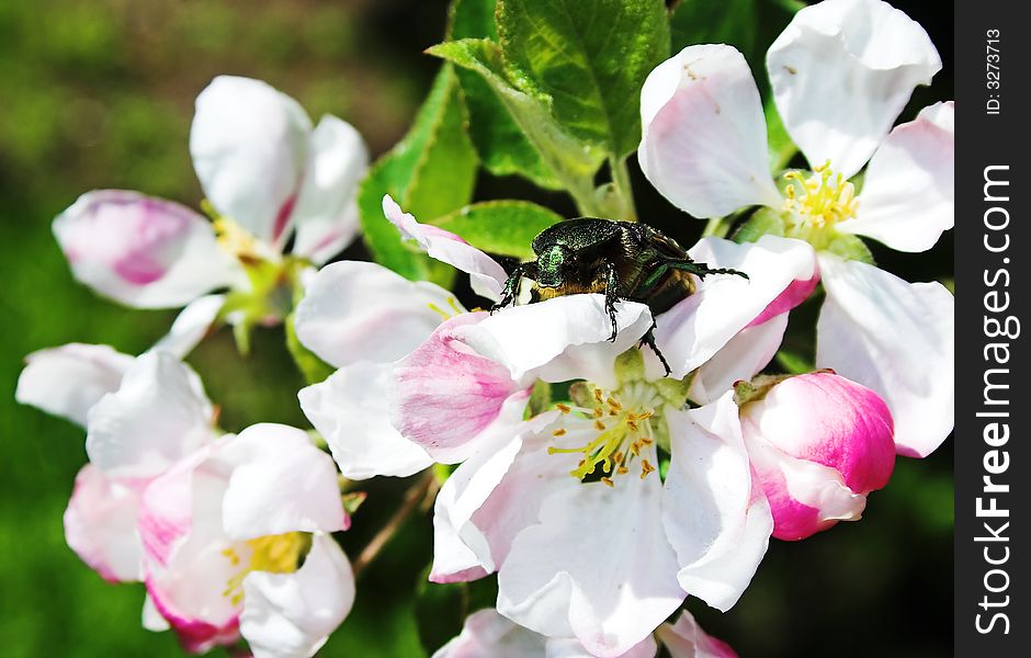 Beetle on the cherry flower