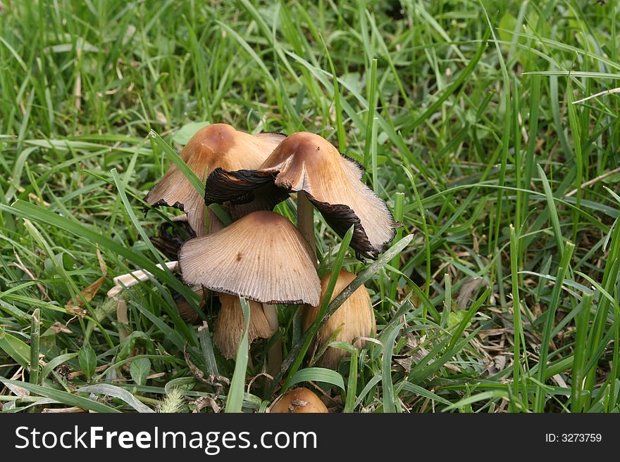 Deathly Fungus