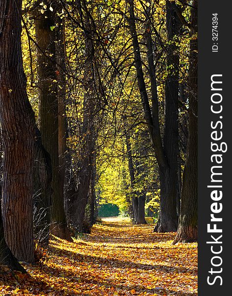 Autumn alley with sunlight and shadows