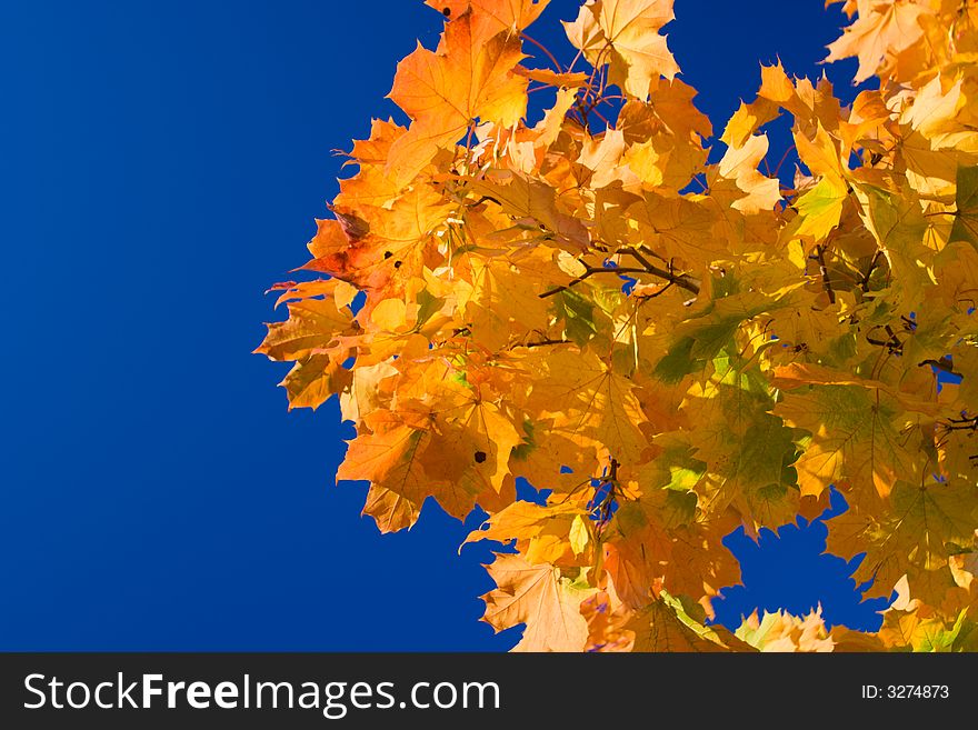 Maple leaves on a background of the blue sky