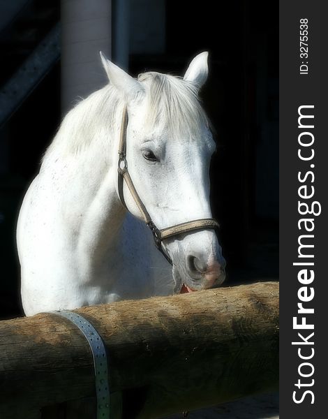 A horse waiting for its young rider to groom him. A horse waiting for its young rider to groom him