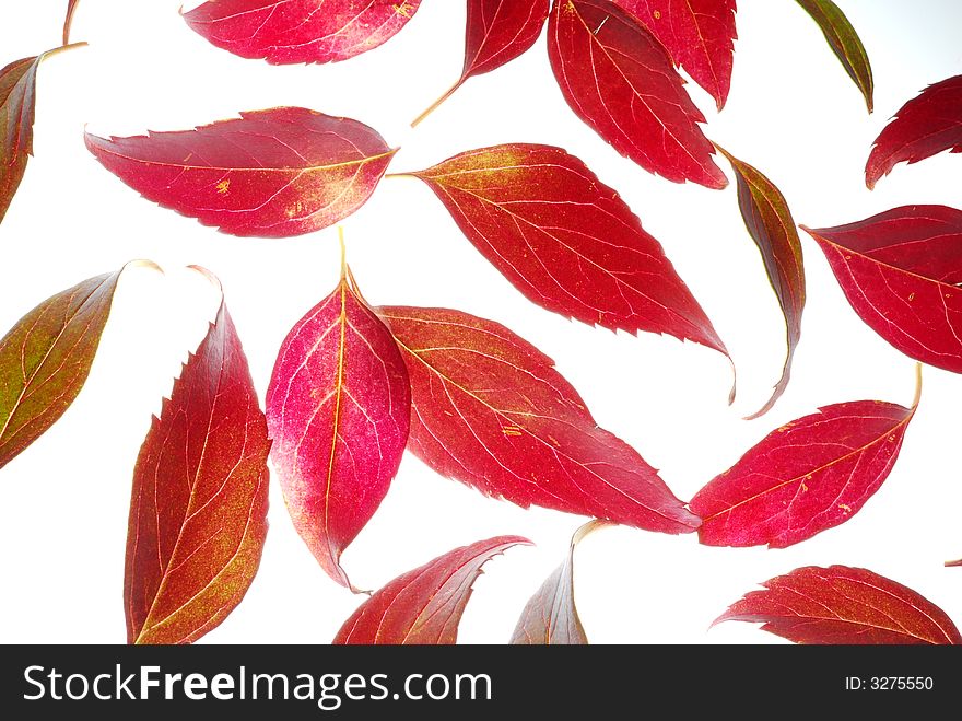 Red leaves on white background. Red leaves on white background