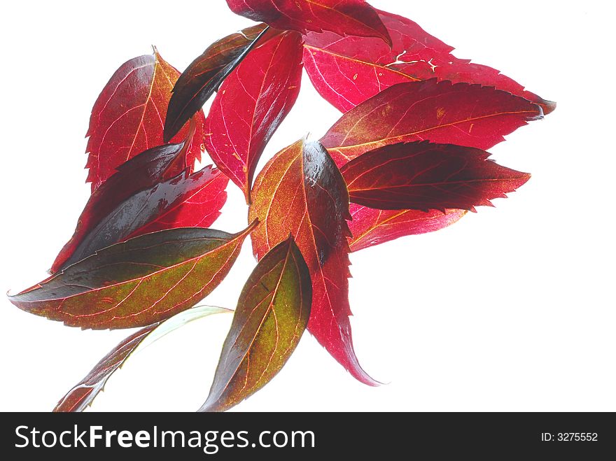 Red leaves on light box