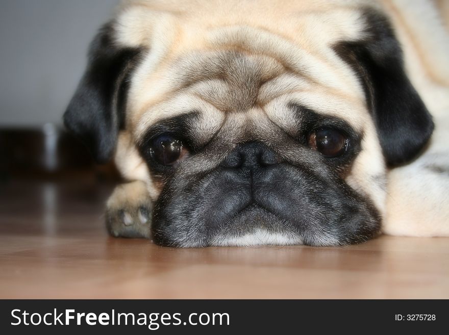 Pug hanging out, waiting for dinner. Pug hanging out, waiting for dinner