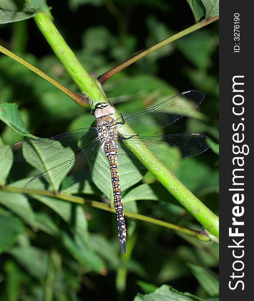 Migrant Hawker Dragonfly on the Stem of a Plant.